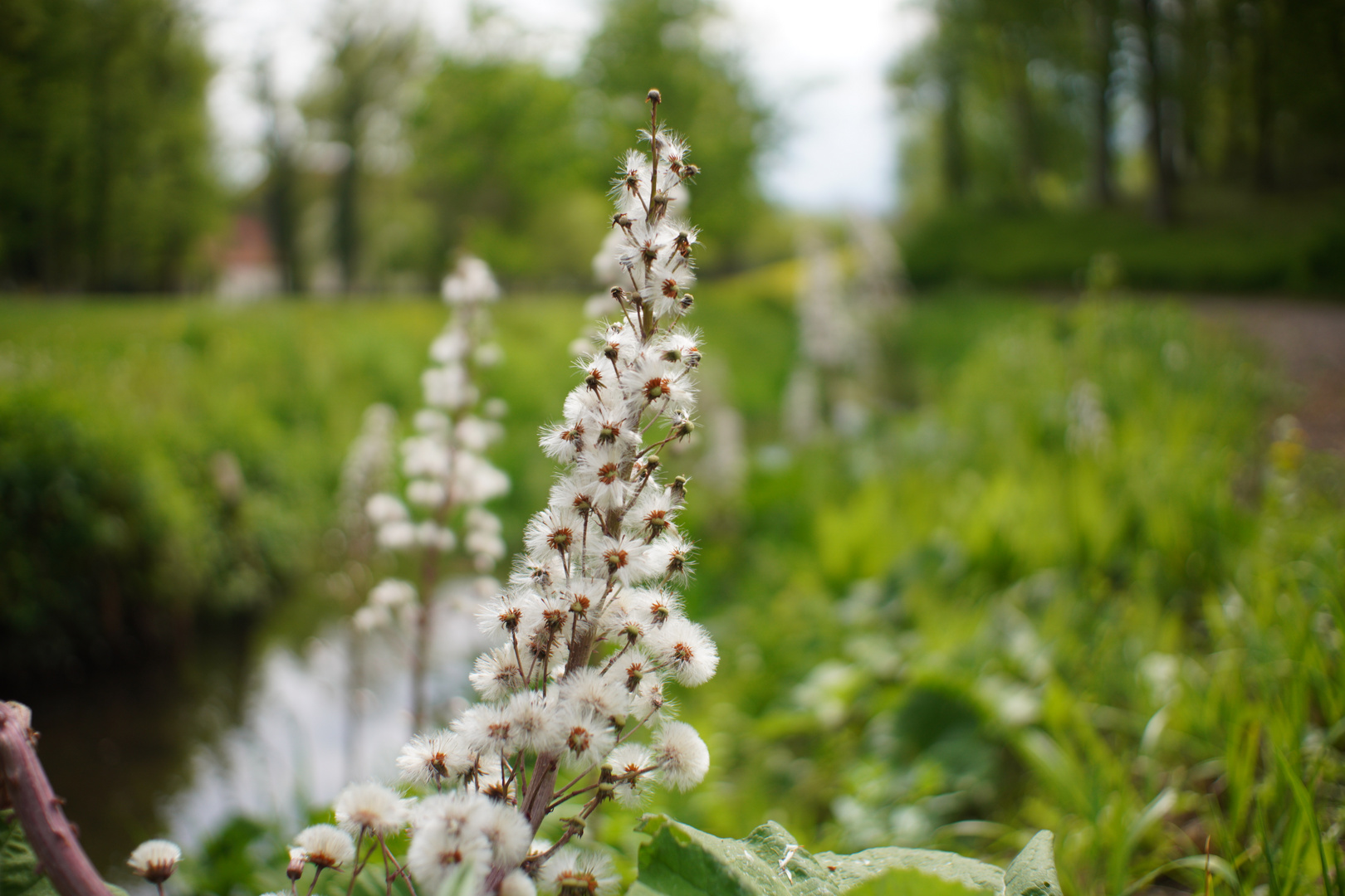 Flauschige Pflanze im Park