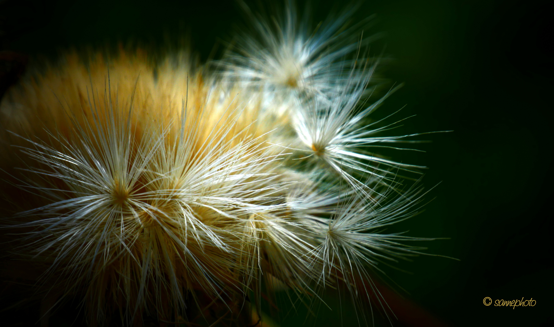 flauschige Samen