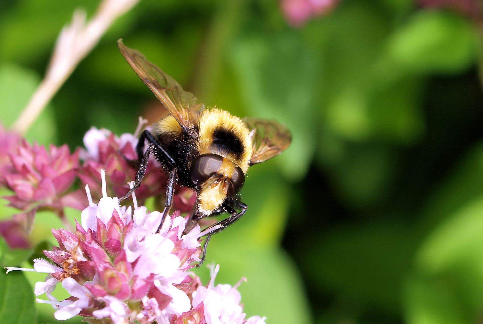 Flauschige Schwebefliege...