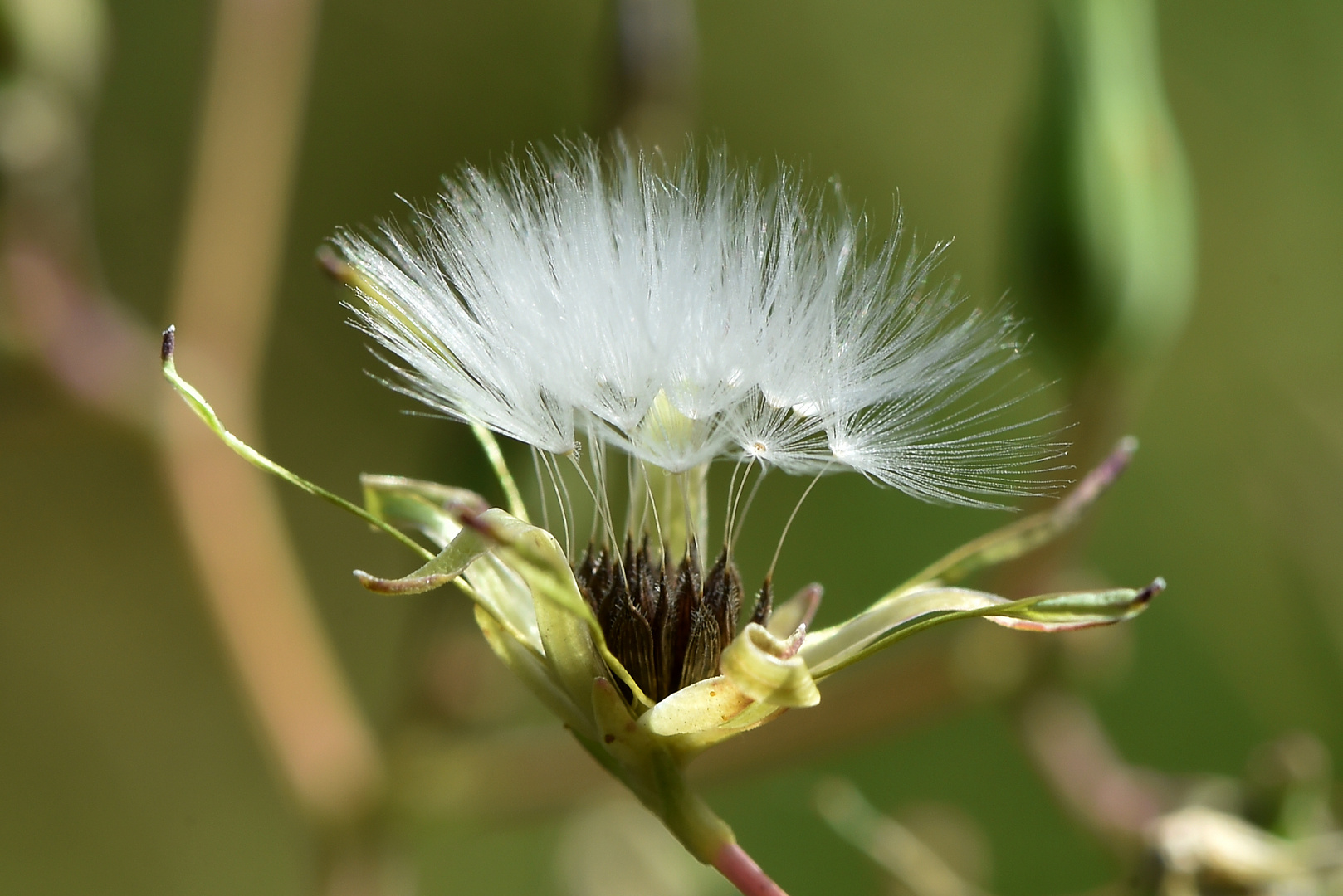 Flauschige Stacheln