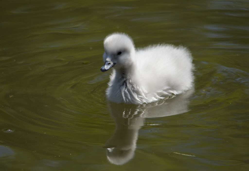 Flauschige, süsse Bohne ?!