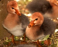 Flauschige Zookinder