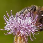 Flauschiger Besucher