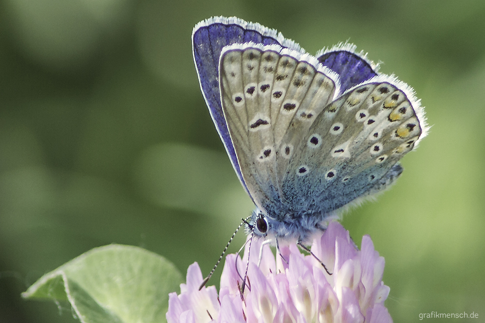 Flauschiger Flattermann/Schmetterling