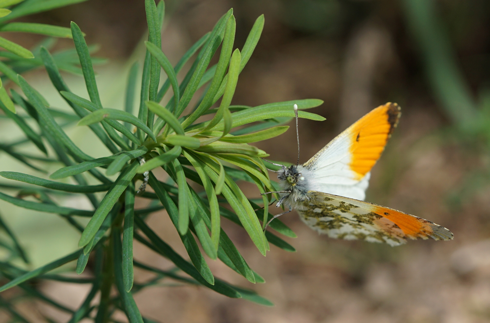 Flauschiger Freund