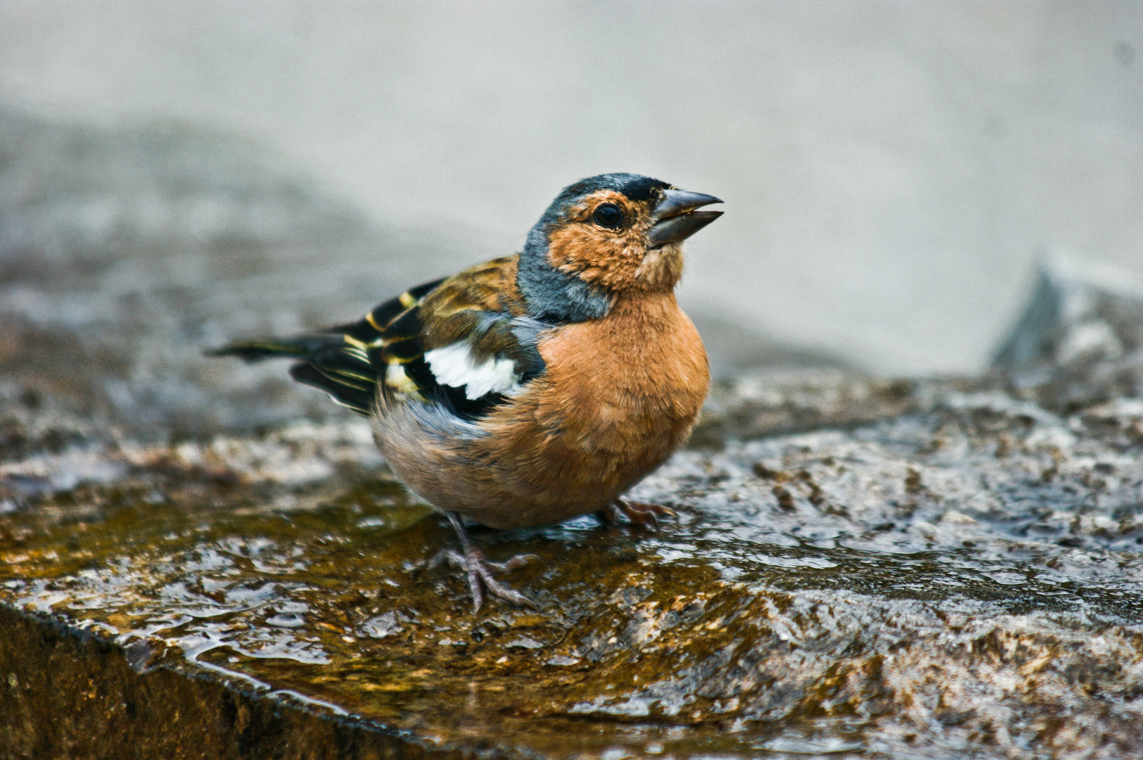 flauschiger Geselle