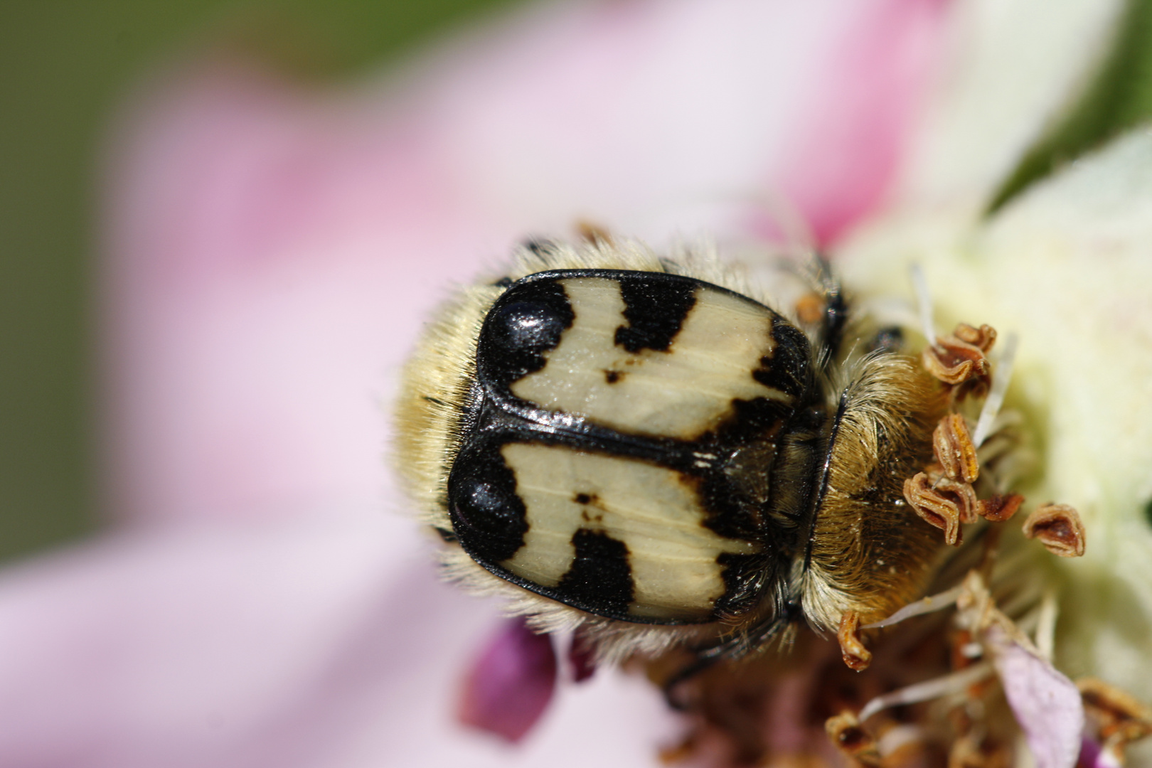 flauschiger Käfer