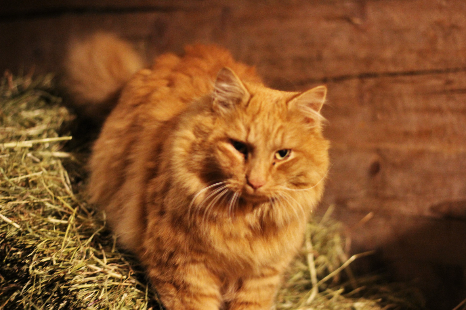 Flauschiger Kater