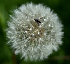 Flauschiger Landeplatz