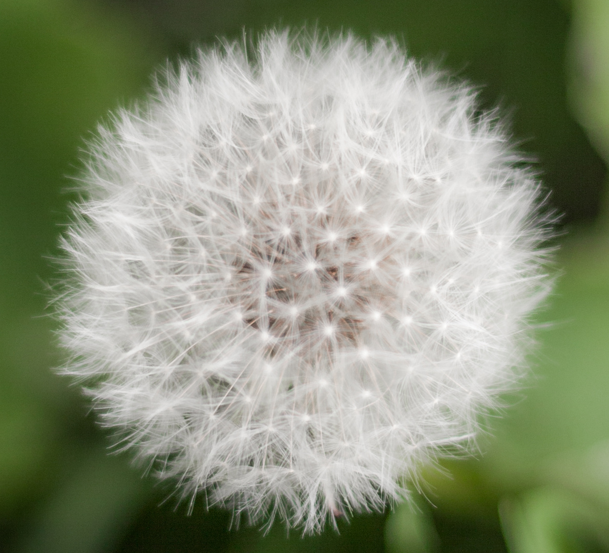 Flauschiger Löwenzahn