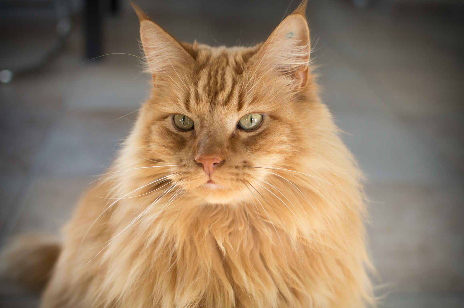 Flauschiger MaineCoon Kater