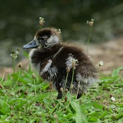 ... flauschiger Nachwuchs ...