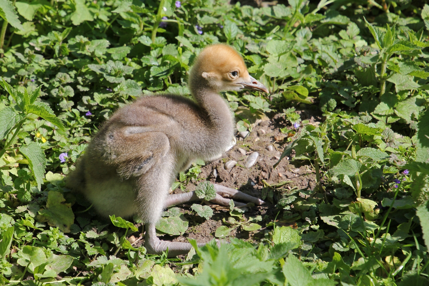 Flauschiger Nachwuchs