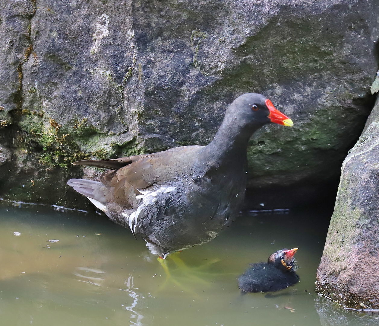 Flauschiger Nachwuchs