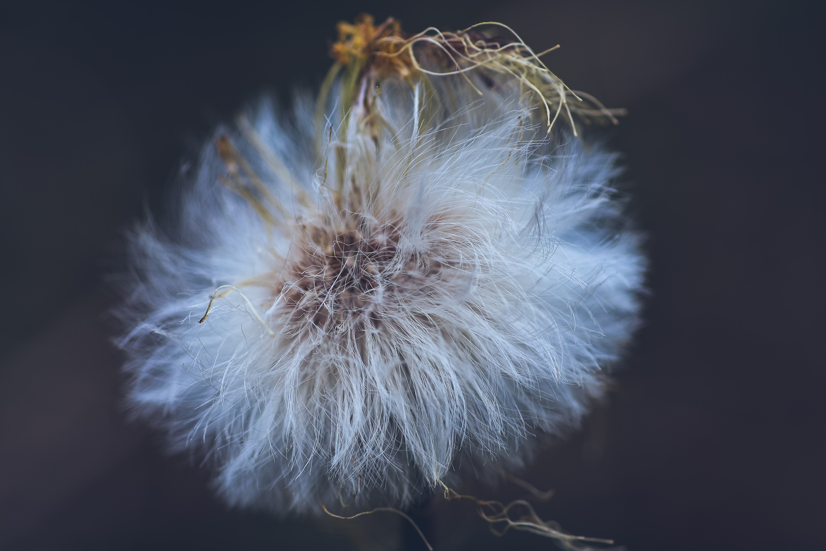 Flauschiger Rest einer Blüte