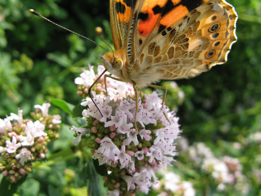 "flauschiger" Schmetterling