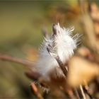 Flauschiger Winter