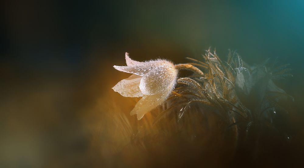 Flauschiges Blümchen