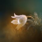 Flauschiges Blümchen