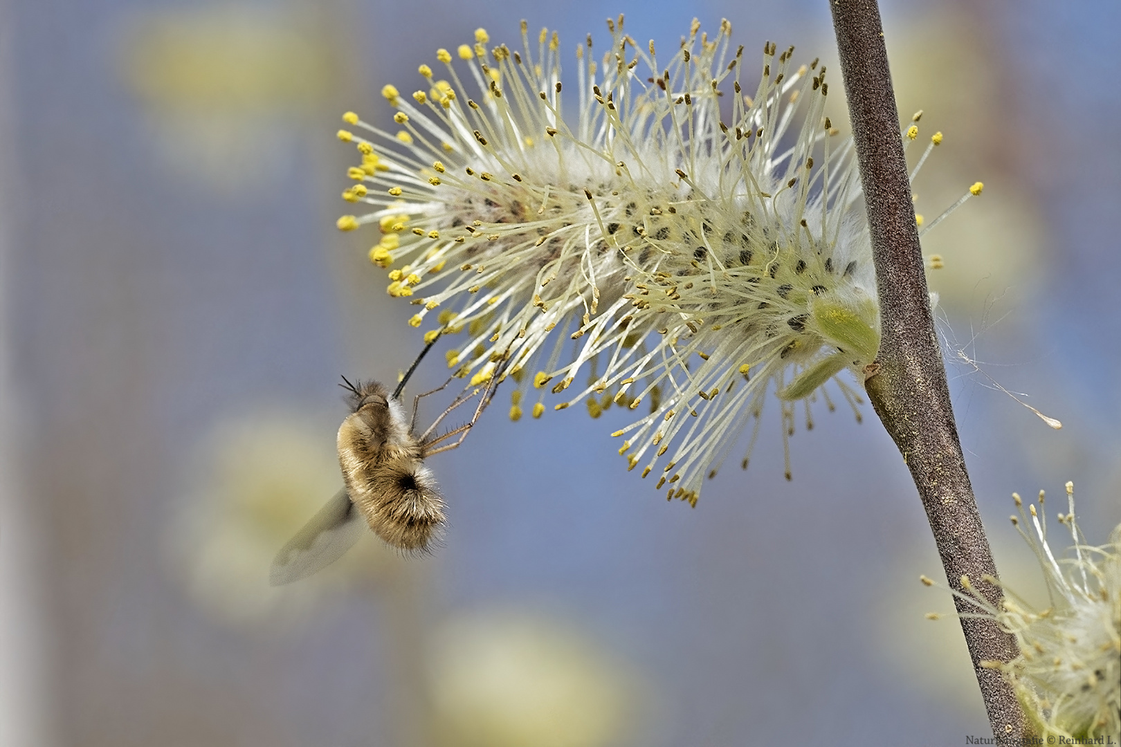  Flauschiges....