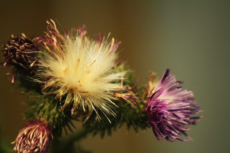 flauschiges