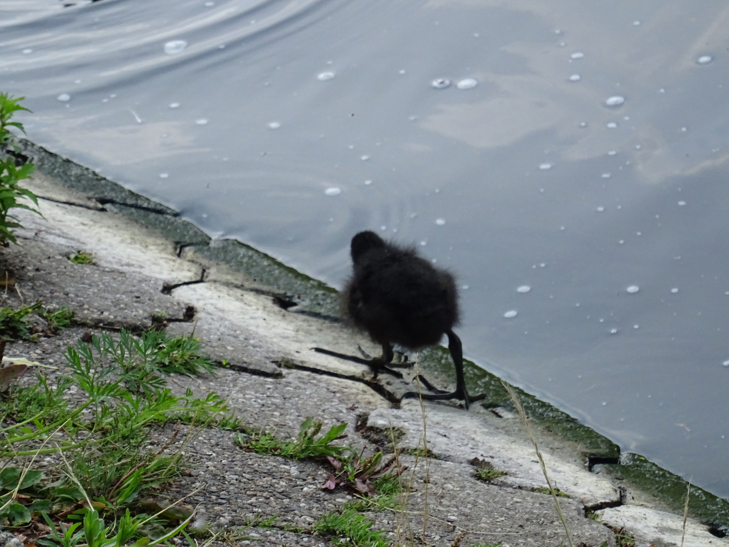 Flauschiges, dunkles Küken, auf dem Weg zum kühlen Nass