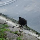 Flauschiges, dunkles Küken, auf dem Weg zum kühlen Nass