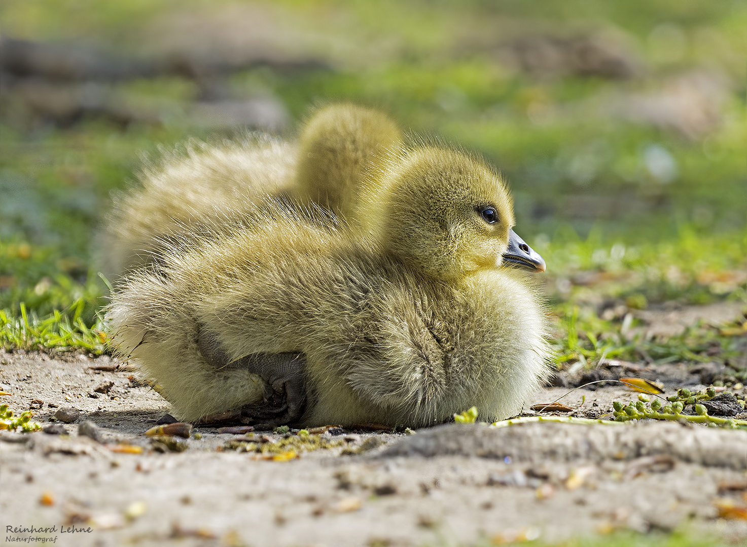 Flauschiges Duo