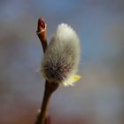 Flauschiges Erwachen