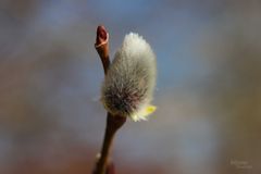 Flauschiges Erwachen