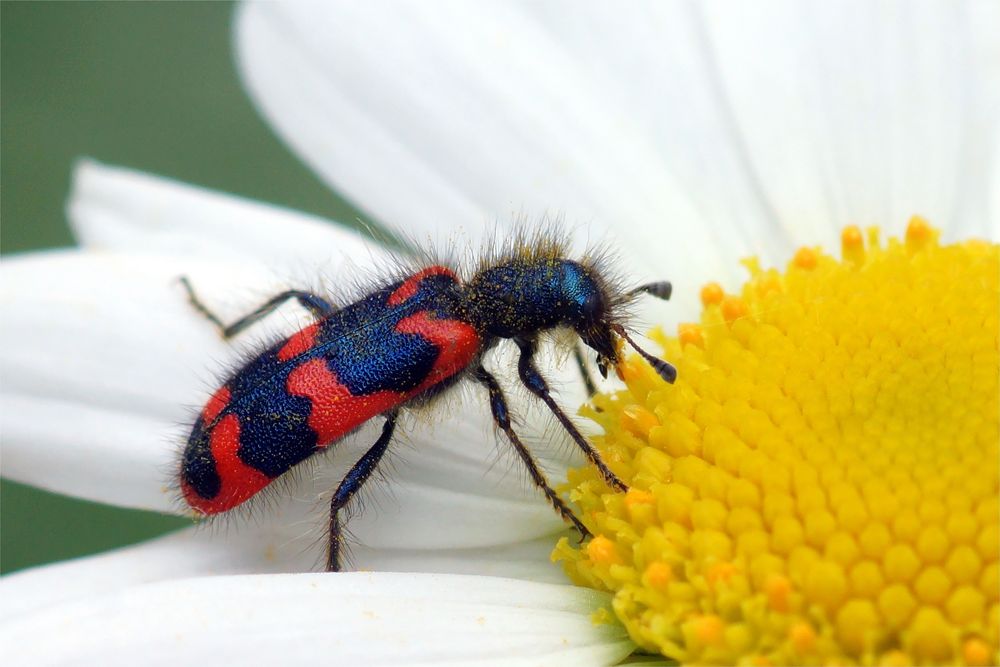 Flauschiges Fell.... hat auch der  Bienenwolf ( Buntkäfer)