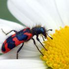 Flauschiges Fell.... hat auch der  Bienenwolf ( Buntkäfer)