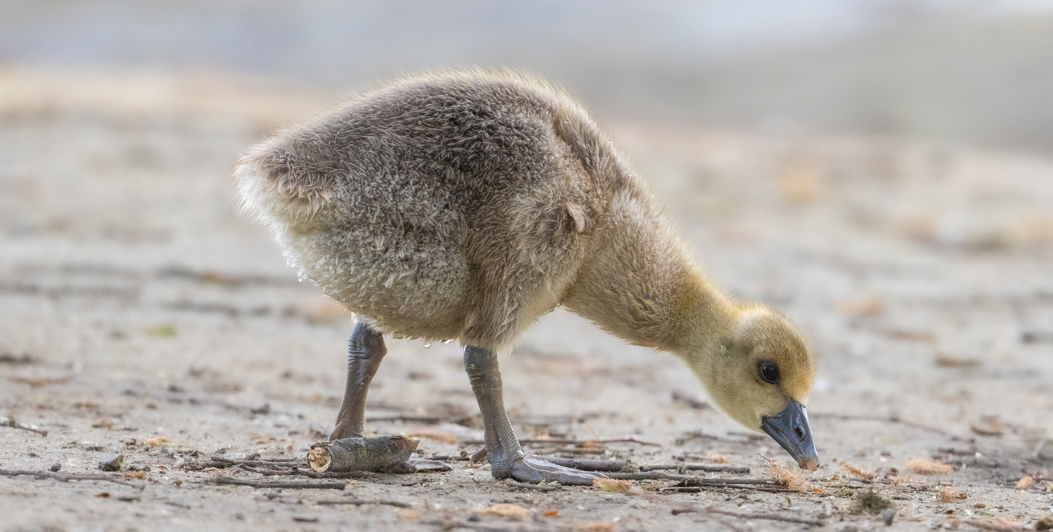 Flauschiges Gänseküken