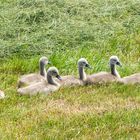 Flauschiges Geschwister- Sextett