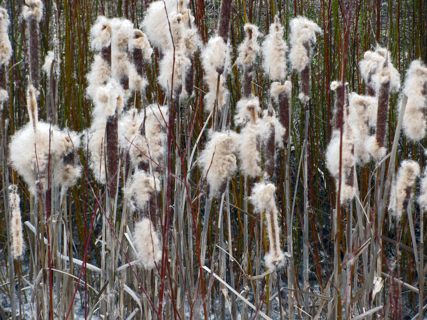 Flauschiges Gewächs