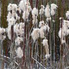 Flauschiges Gewächs