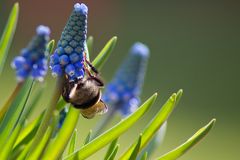 Flauschiges Hinterteil