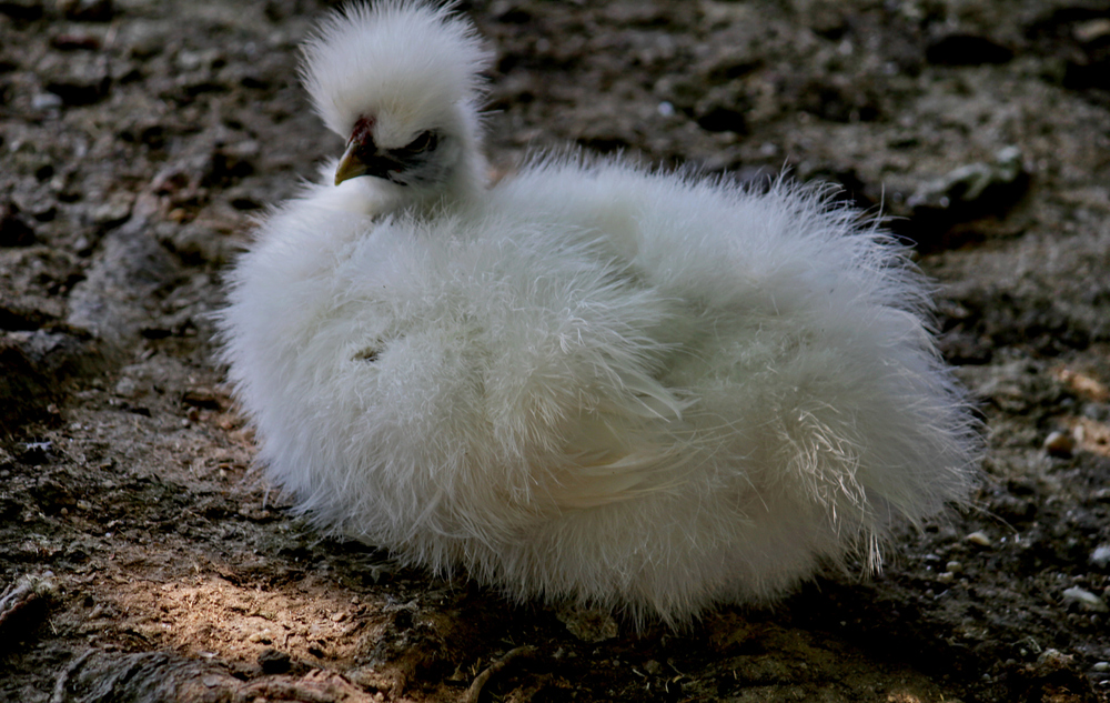 Flauschiges Kneuel