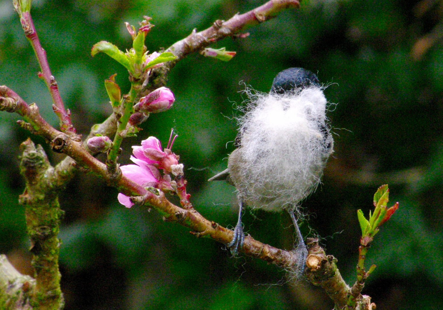 Flauschiges Nistmaterial