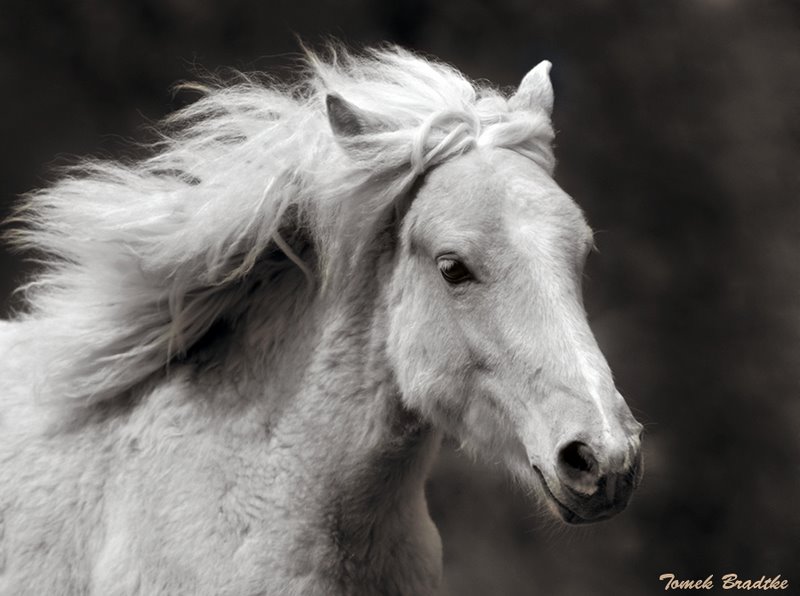 Flauschiges Portrait in S/W