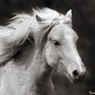 Flauschiges Portrait in S/W