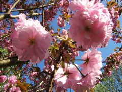 Flauschiges Rosa