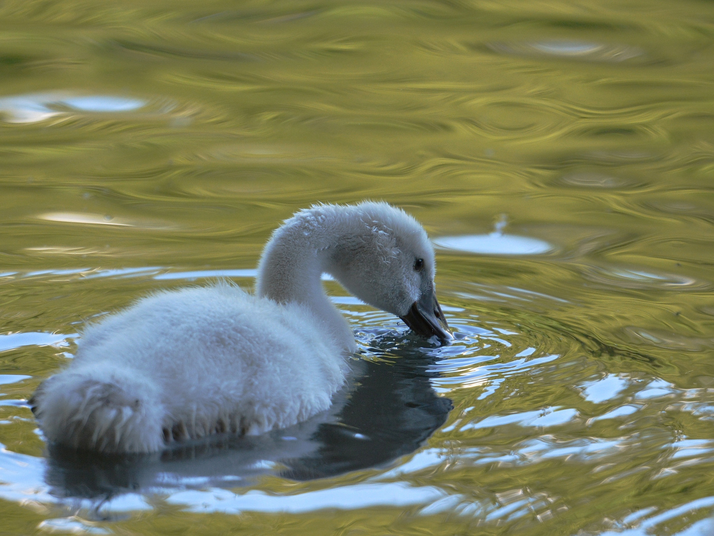 Flauschiges Schwänchen