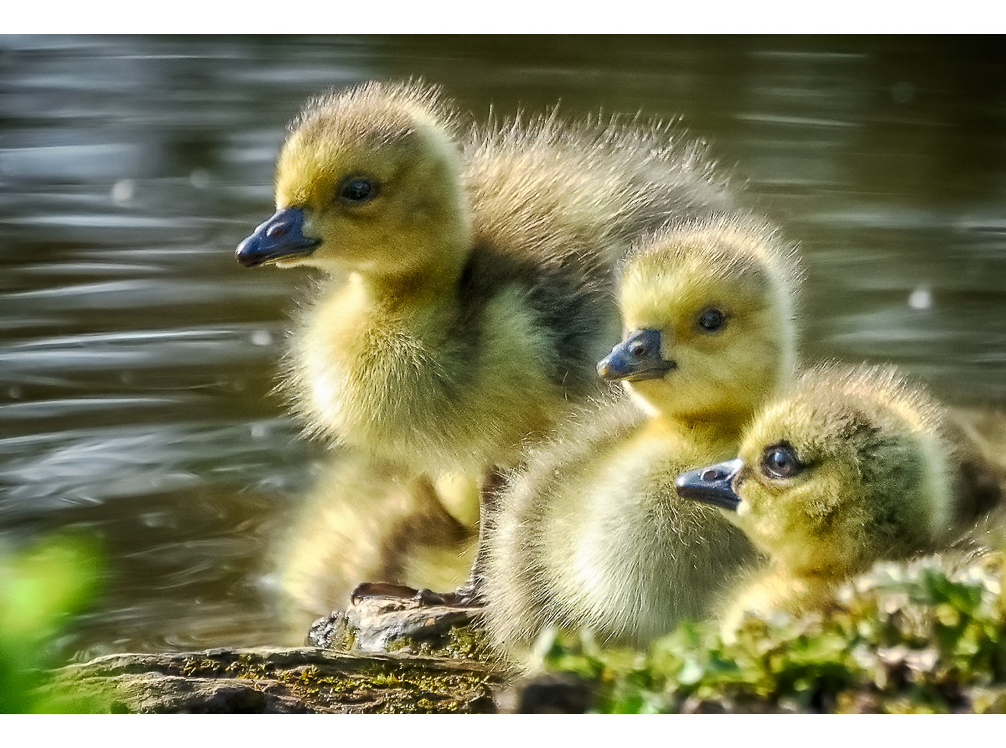 Flauschiges Trio 