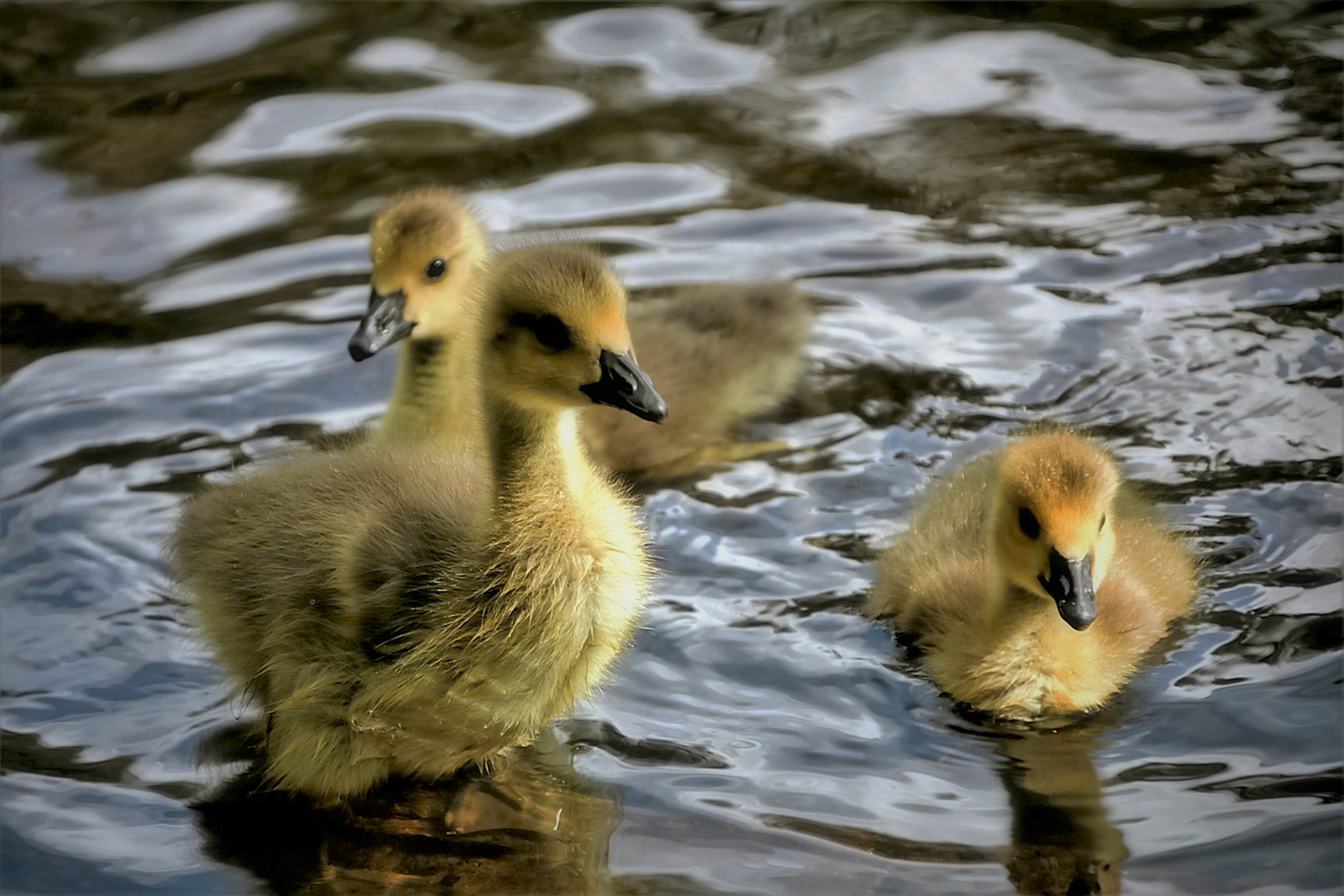 flauschiges Trio