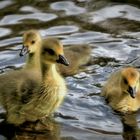 flauschiges Trio