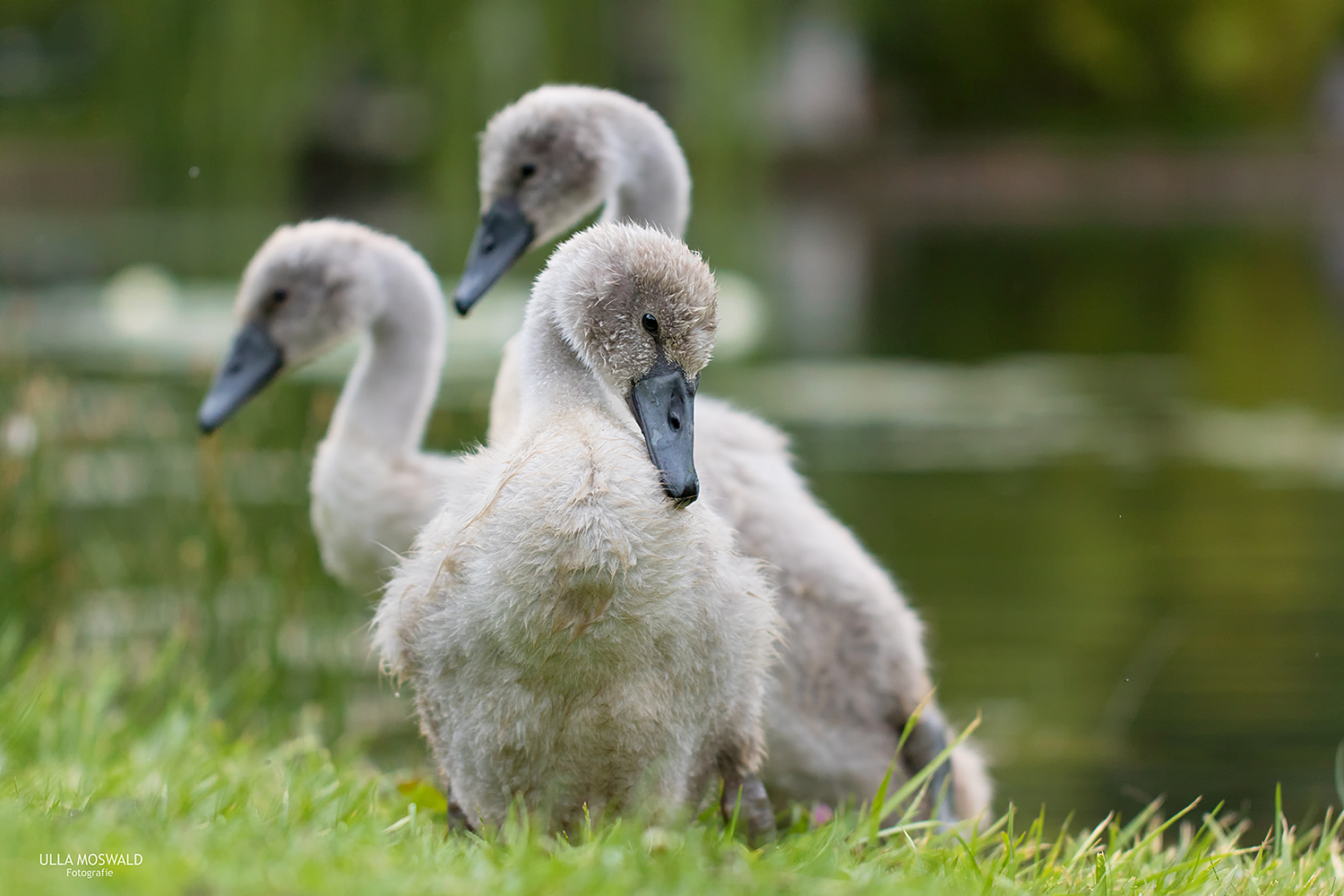 ...flauschiges Trio...