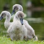 ...flauschiges Trio...