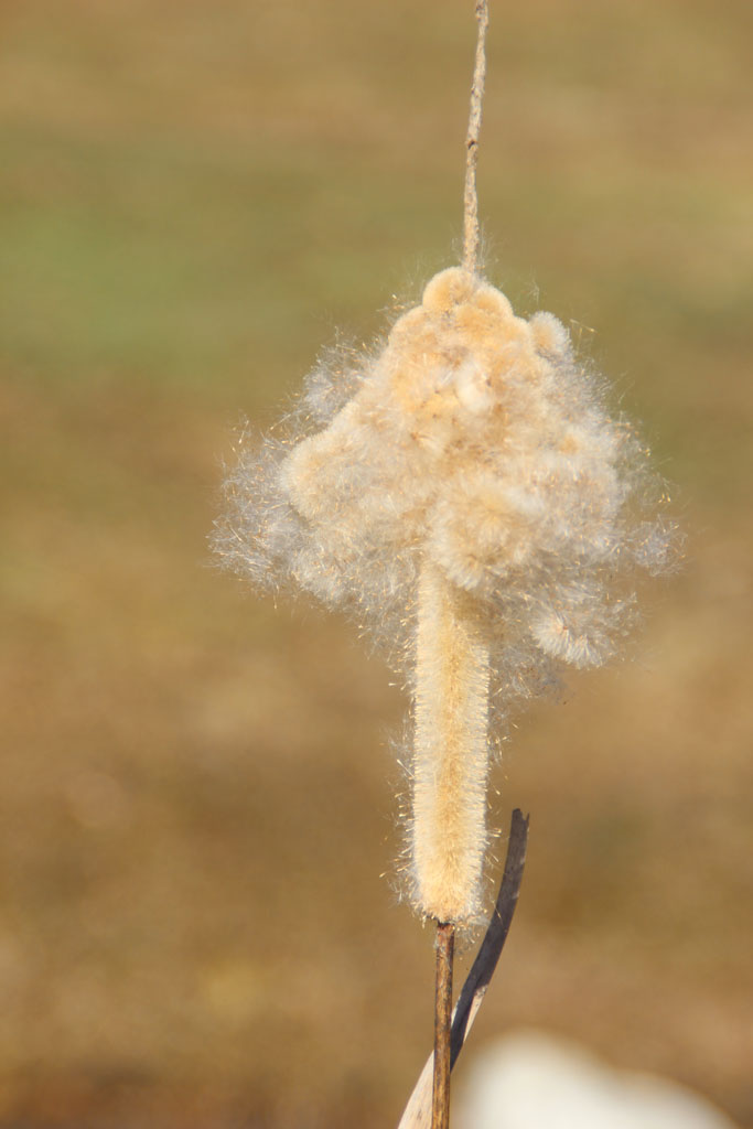  flauschiges vom Teich 