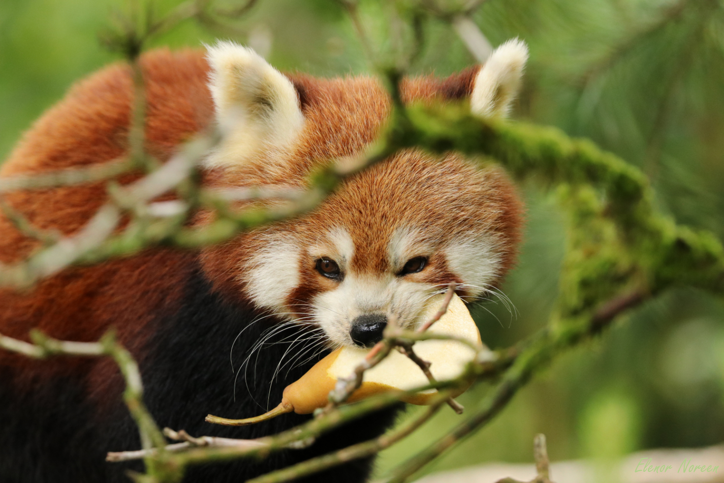 Flauschigkeit an Obst